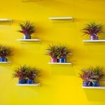 Wall Hanging Planters for Indoor Plants: 7 Proven Tips to Avoid Clumsy, Droopy Disasters