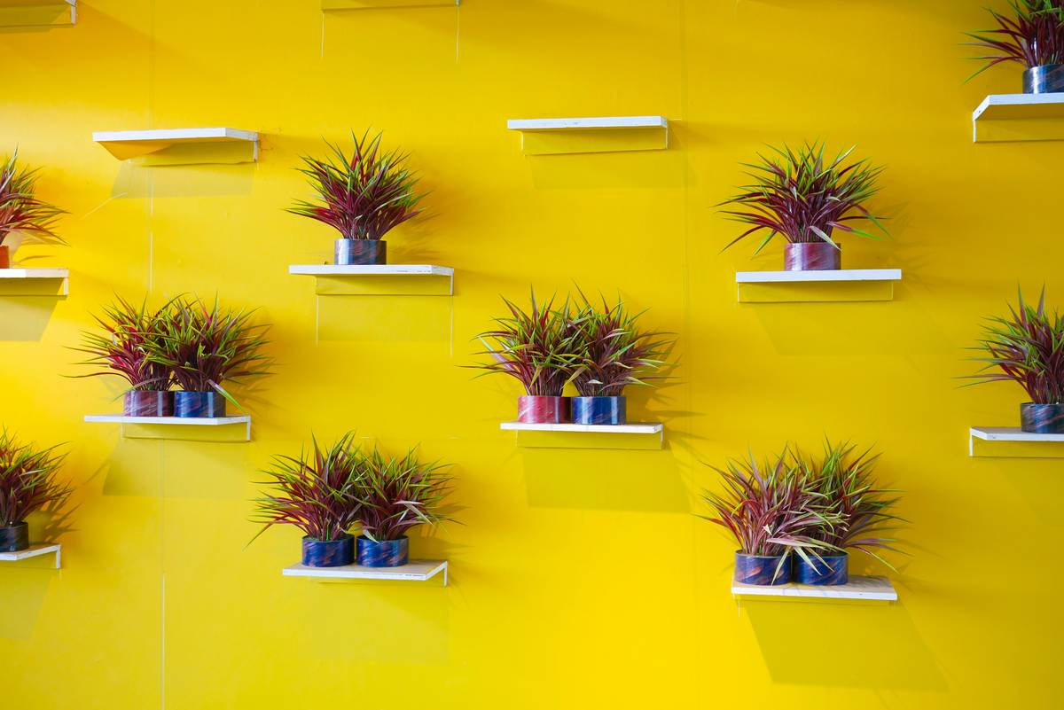 Wall Hanging Planters for Indoor Plants: 7 Proven Tips to Avoid Clumsy, Droopy Disasters